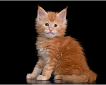 Кошки в Краснодаре: Мейн-кун котята Мальчик, 45 000 руб. - фото 1