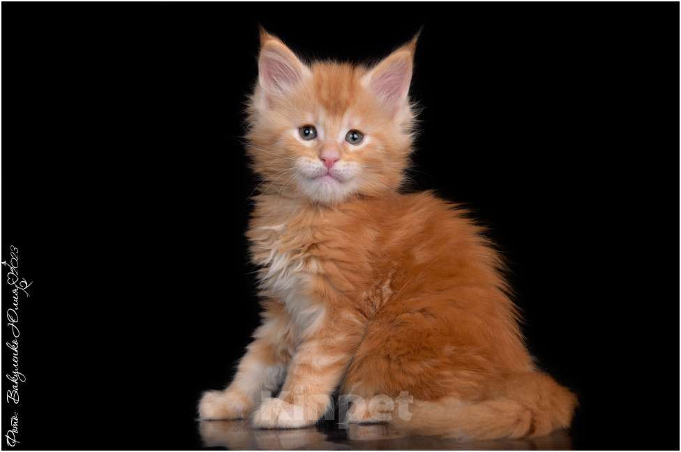 Кошки в Краснодаре: Мейн-кун котята Мальчик, 45 000 руб. - фото 1
