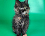Кошки в других городах Воронежской области: Indira Drak Flame Девочка, 50 000 руб. - фото 8