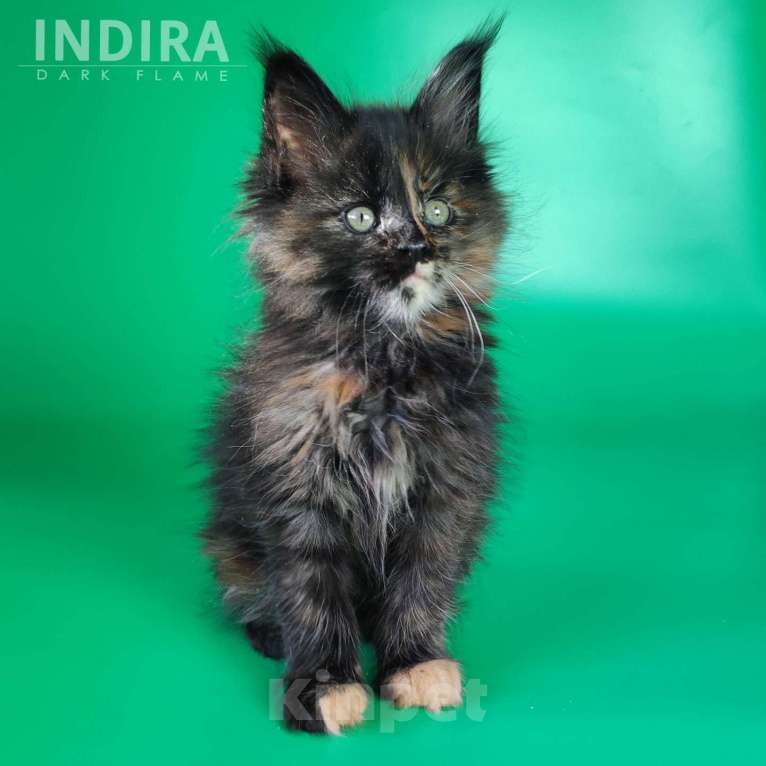 Кошки в других городах Воронежской области: Indira Drak Flame Девочка, 50 000 руб. - фото 8