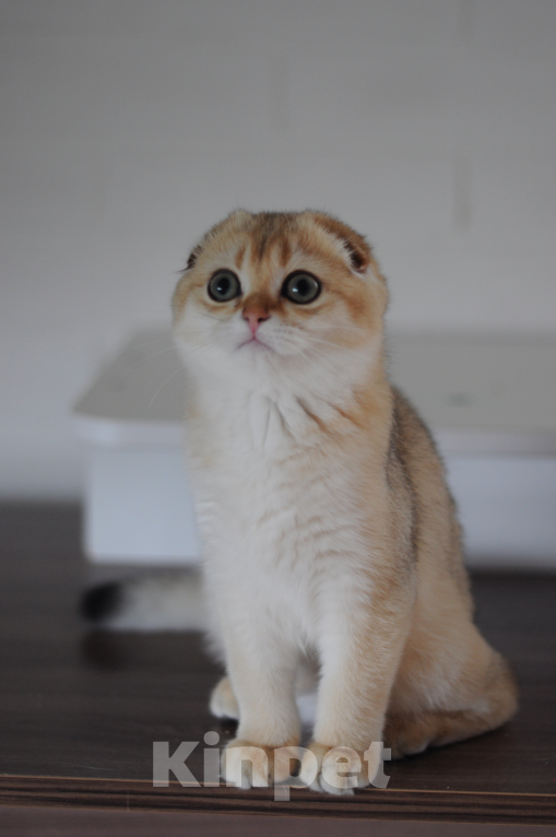 Кошки в Бахчисарае: Шотландская кошечка в разведение  Девочка, 75 000 руб. - фото 8