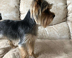 Собаки в Уфе: Йорк вязка, 2 500 руб. - фото 4