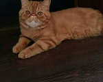 Кошки в Микуне: Экзотический кот, 10 руб. - фото 1