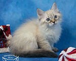 Кошки в Ливны: Невские маскарадные котята, 1 руб. - фото 4
