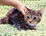 Кошки в Москве: Сладкий добрейший котенок Маффин ищет дом  Мальчик, Бесплатно - фото 4