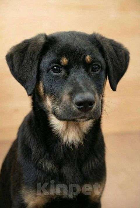 Собаки в Москве: Красавица Каштанка, ласковый щенок-подросток ищет дом Девочка, Бесплатно - фото 2