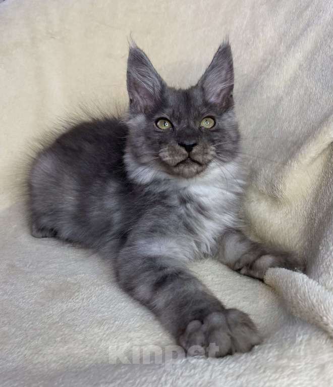 Кошки в Дмитрове: Черный дымчатый мальчик мейн кун Willian Мальчик, 40 000 руб. - фото 6