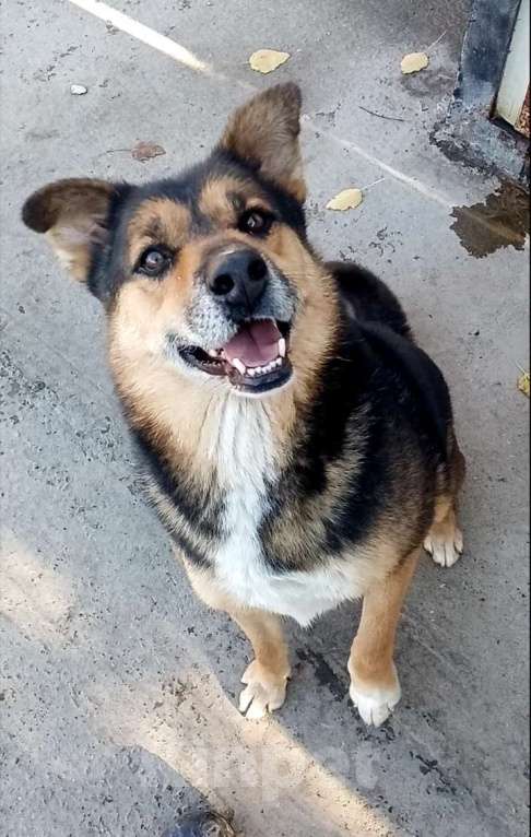 Собаки в других городах Краснодарского края: Метис маламута в дар с доставкой Мальчик, Бесплатно - фото 3