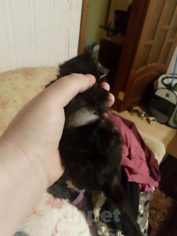 Кошки в Кирове: Продаю котенка по 2500 на стерилизацию кошки  Мальчик, 2 500 руб. - фото 1