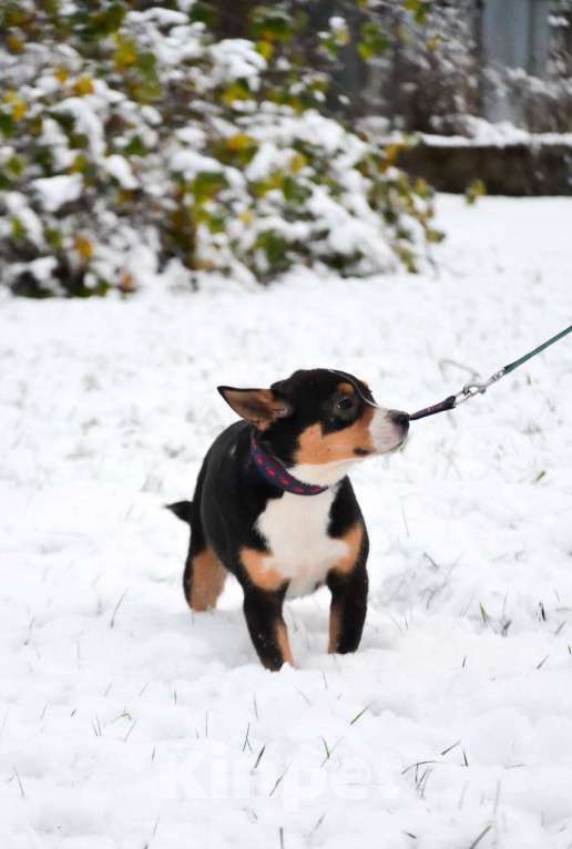 Собаки в Москве: Американский булли в добрые руки Девочка, Бесплатно - фото 7