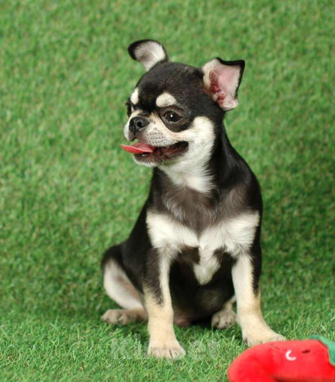 Собаки в Москве: Мальчик чихуахуа Мальчик, 14 000 руб. - фото 6