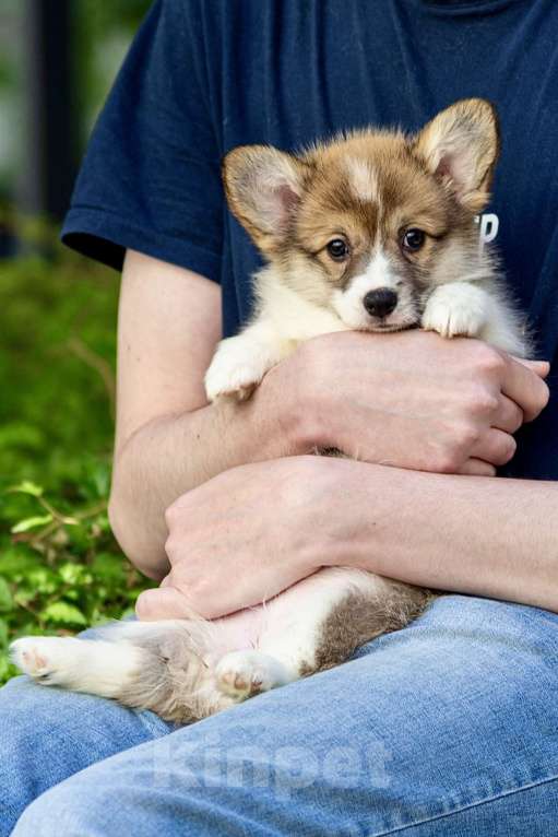 Собаки в Екатеринбурге: Щенки вельш корги пемброк Мальчик, 70 000 руб. - фото 4