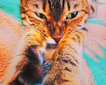 Кошки в Тюмени: Потерялась кошка в районе Дома Обороны(школа N22) Девочка, 1 руб. - фото 3