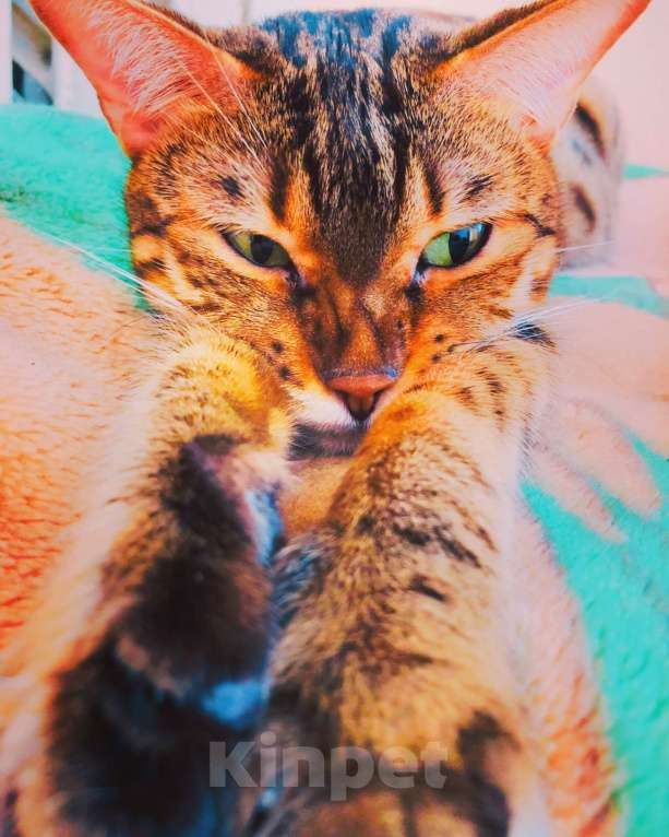 Кошки в Тюмени: Потерялась кошка в районе Дома Обороны(школа N22) Девочка, 1 руб. - фото 3