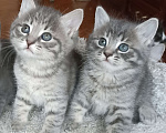 Кошки в Москве: Девочка и мальчик серенькие Мальчик, 1 000 руб. - фото 1