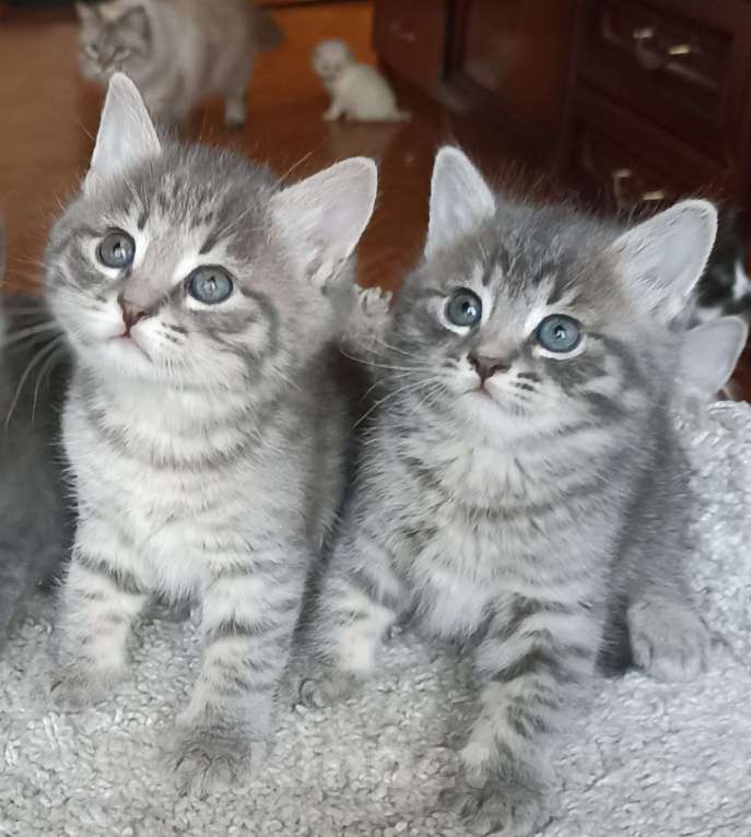 Кошки в Москве: Девочка и мальчик серенькие Мальчик, 1 000 руб. - фото 1