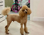 Собаки в Краснодаре: Вязка. Ищем невесту. Мальчик, 1 руб. - фото 6