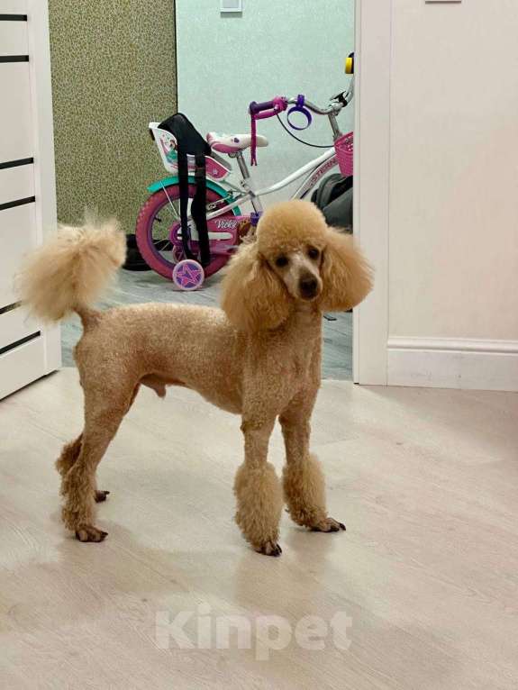 Собаки в Краснодаре: Вязка. Ищем невесту. Мальчик, 1 руб. - фото 6