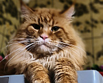 Кошки в Москве: Коты Мейн-Кун на вязку Мальчик, 5 000 руб. - фото 2
