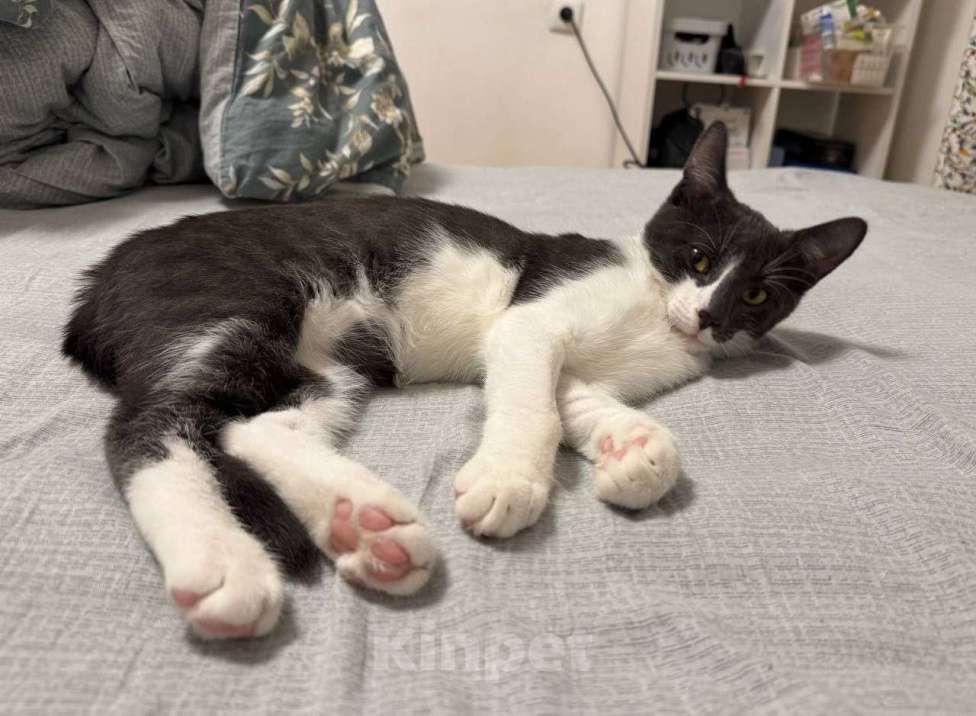 Кошки в Москве: Ласковый котик Василек ищет добрые руки Мальчик, Бесплатно - фото 2
