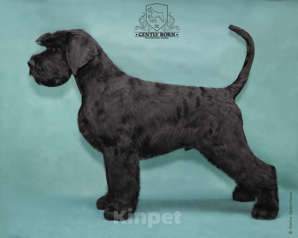 Собаки в Москве: Великолепные щенки Ризеншнауцеров Девочка, 80 000 руб. - фото 7