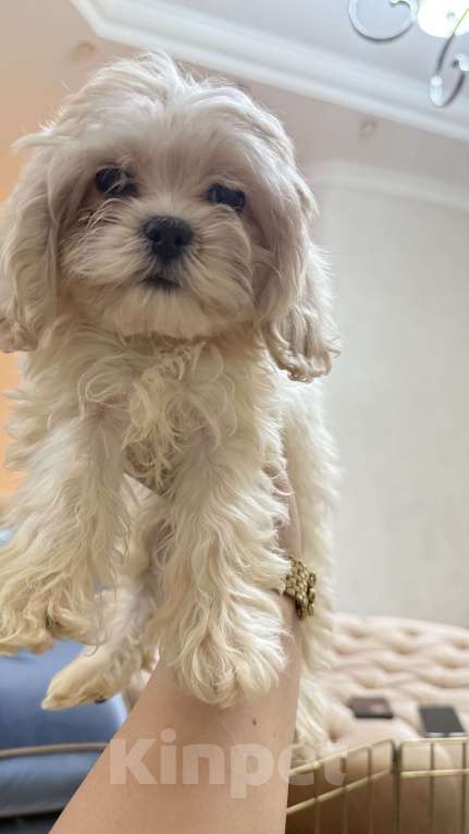 Собаки в Москве: Мальтипу лучший малыш Мальчик, Бесплатно - фото 10