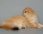 Кошки в Симферополе: Золотая шиншилла, BLH ny 12 Мальчик, 50 000 руб. - фото 6