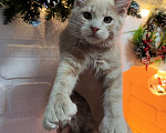 Кошки в других городах Московской области: Котенок мейн кун  Мальчик, 35 000 руб. - фото 1