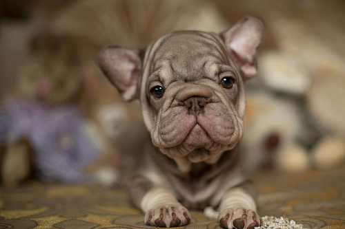 Французский бульдог (бигроп), щенок