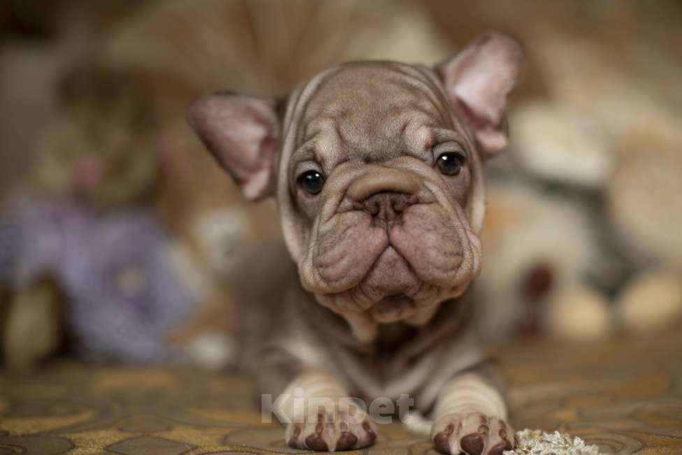 Собаки в Москве: Французский бульдог, щенок Девочка, 70 000 руб. - фото 2