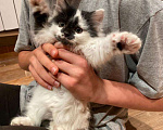 Кошки в Ореховом-Зуево: Котенок в добрые руки Мальчик, Бесплатно - фото 2