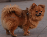 Собаки в Сосновом Бору: ❗️❗️ПРОПАЛА/УБЕЖАЛА  СОБАКА ❗️ПОМОГИТЕ НАЙТИ  Мальчик, 100 руб. - фото 5