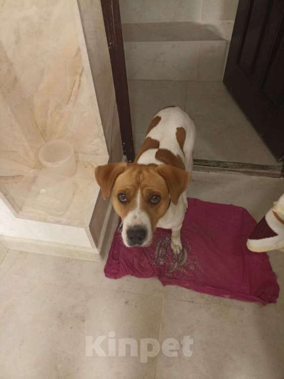 Собаки в Ростове-на-Дону: Найдена собака! Мальчик, Бесплатно - фото 4