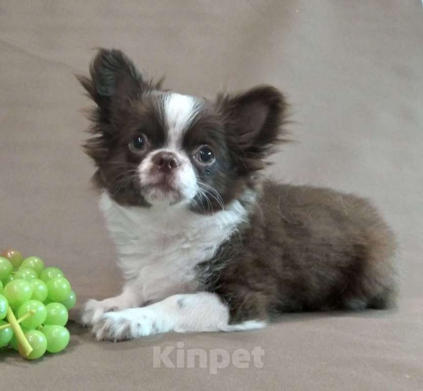 Собаки в Туле: Шоколадочка Девочка, 60 000 руб. - фото 3