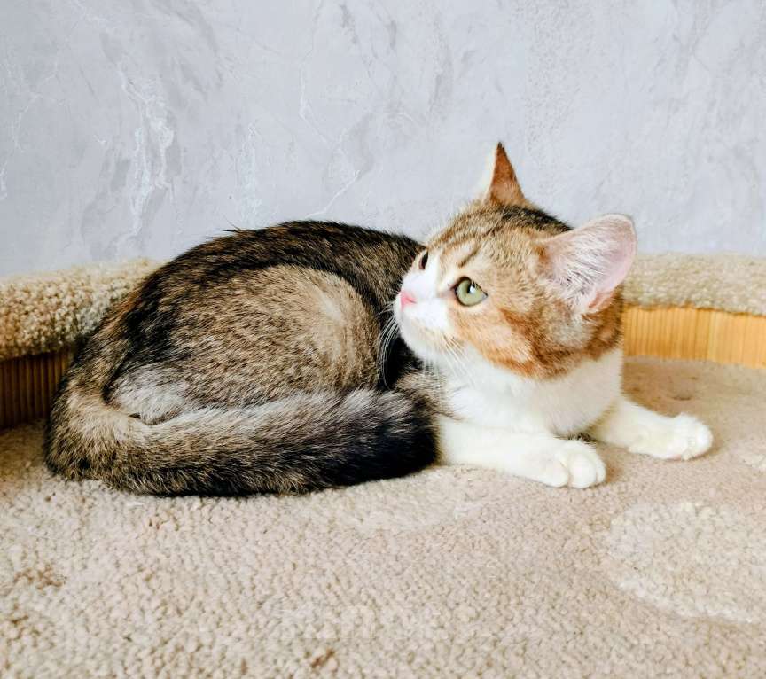 Кошки в Воронеже: Британская девочка Девочка, 25 000 руб. - фото 3