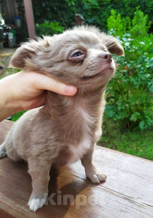 Собаки в Москве: Лиловая дш девочка чихуахуа  Девочка, 60 000 руб. - фото 7
