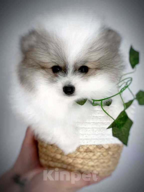 Собаки в Москве: Продам щенков мини шпицев Девочка, Бесплатно - фото 2