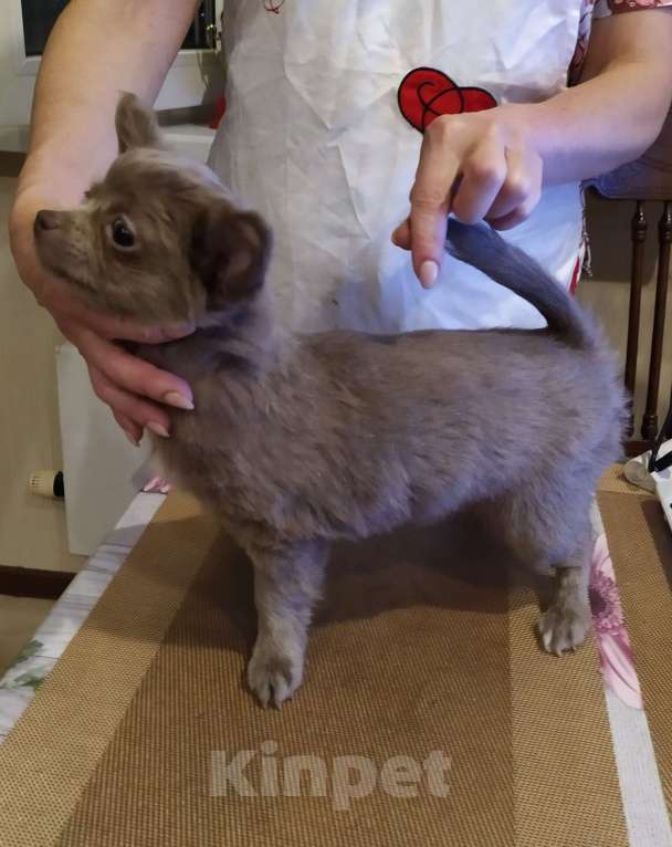 Собаки в Москве: Дш лиловая девчонка  Девочка, 60 000 руб. - фото 10