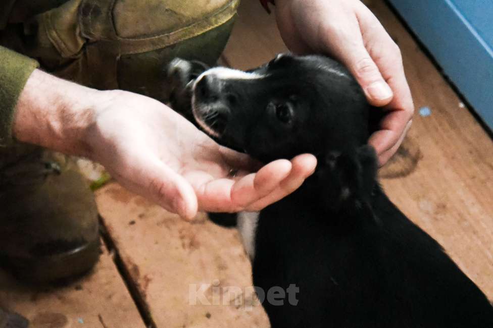Собаки в Лосином-Петровском: Малышка метис спаниеля и лайки из ппбж Якутска Девочка, Бесплатно - фото 5