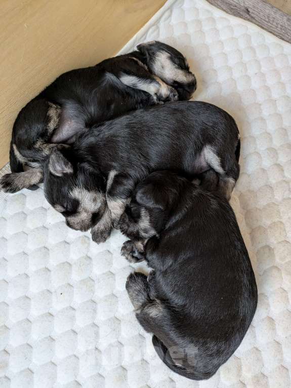 Собаки в Ярославле: Цвергшнауцер черный с серебром Девочка, 50 000 руб. - фото 5