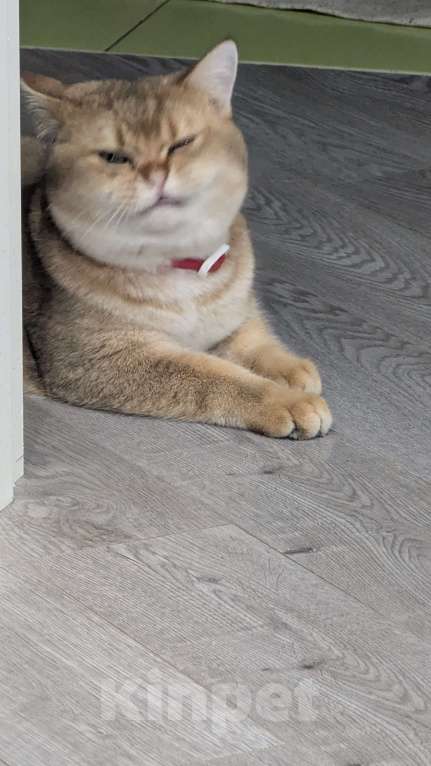 Кошки в Подольске: Кот для Вязки Мальчик, 5 000 руб. - фото 3