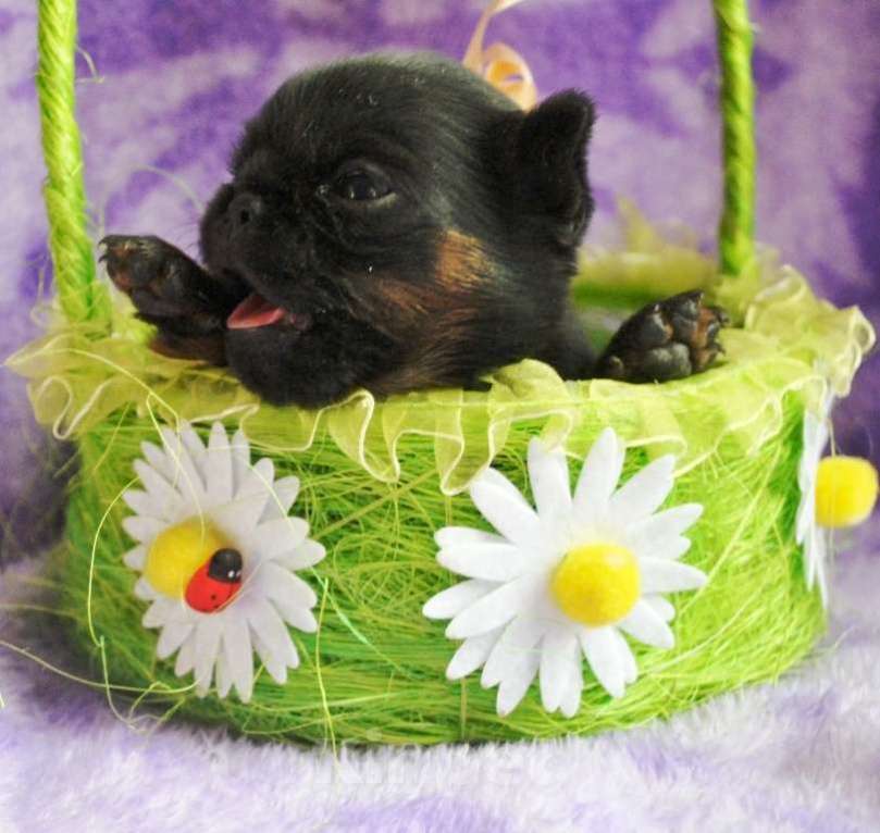 Собаки в Москве: Девочка пти-брабансон Девочка, 50 000 руб. - фото 2