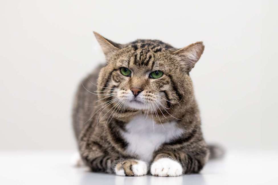 Кошки в Москве: Кот Сатурн в добрые руки Мальчик, Бесплатно - фото 7