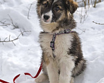 Собаки в Чехове: Лапочка Плюша (Ива) в добрые руки! Девочка, Бесплатно - фото 2