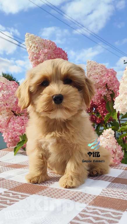 Собаки в Москве: Малыш Гаванский бишон  Мальчик, 80 000 руб. - фото 2