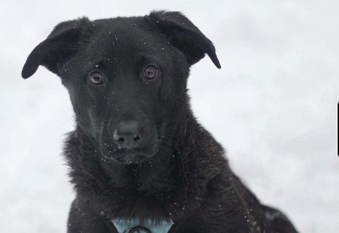 Неро, черныш