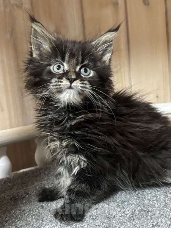 Кошки в Санкт-Петербурге: Чистокровные котята породы Мейн Кун Девочка, 20 000 руб. - фото 5