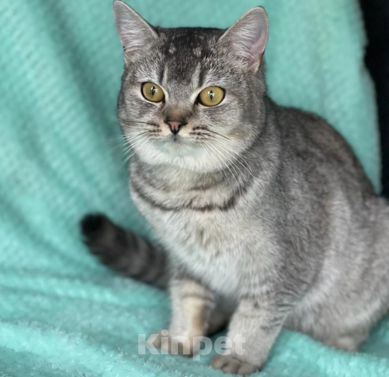 Кошки в Москве: Котика Сильвера выкинули люди Мальчик, Бесплатно - фото 5