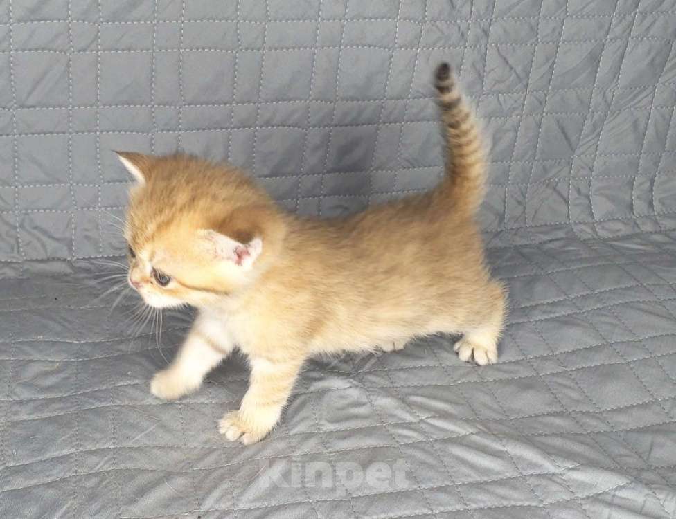 Кошки в Москве: Шотландские вислоухие котята Девочка, 70 000 руб. - фото 6