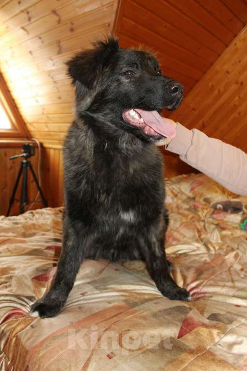 Собаки в Долгопрудном: щенок бесплатно Мальчик, Бесплатно - фото 4